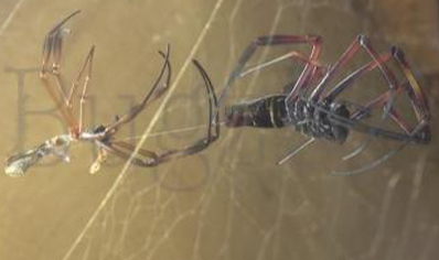 Trichonephila inaurata sp madagascarensis (C/B by BugzUK)