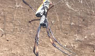 Trichonephila inaurata sp madagascarensis (C/B by BugzUK)