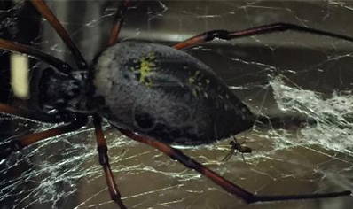 Trichonephila inaurata sp madagascarensis (C/B by BugzUK)