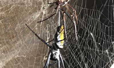 Trichonephila inaurata sp madagascarensis (C/B by BugzUK)