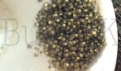 Trichonephila inaurata sp madagascarensis - Golden orb weaver (CB by BugzUK) large females *limited number available*