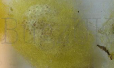 Trichonephila inaurata sp madagascarensis - Golden orb weaver (CB by BugzUK) large females *limited number available*