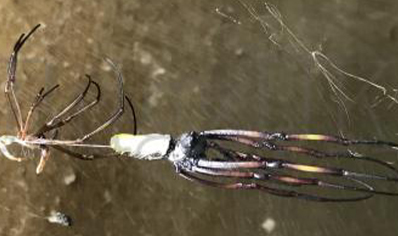 Trichonephila inaurata sp madagascarensis - Golden orb weaver (CB by BugzUK) large females *limited number available*