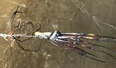 Trichonephila inaurata sp madagascarensis - Golden orb weaver (CB by BugzUK) large females *limited number available*