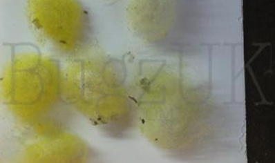 Trichonephila inaurata sp madagascarensis - Golden orb weaver (CB by BugzUK) large females *limited number available*