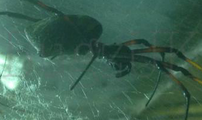 Trichonephila inaurata sp madagascarensis - Golden orb weaver (CB by BugzUK) large females *limited number available*