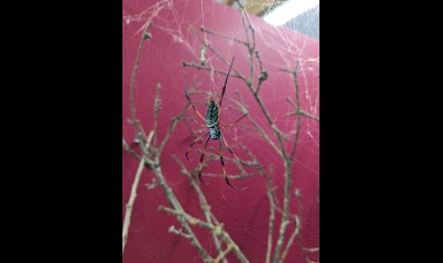 Trichonephila inaurata sp madagascarensis - Golden orb weaver (CB by BugzUK) large females *limited number available*
