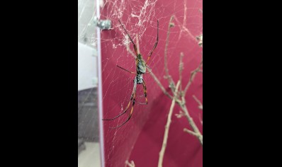Trichonephila inaurata sp madagascarensis - Golden orb weaver (CB by BugzUK) large females *limited number available*