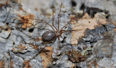 Pholcus phalangioides