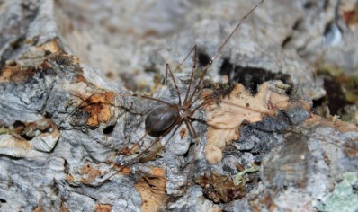 Pholcus phalangioides