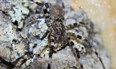 Viridasius fasciatus (CB by BugzUK)