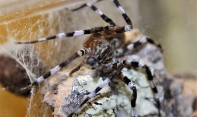 Viridasius fasciatus (CB by BugzUK)
