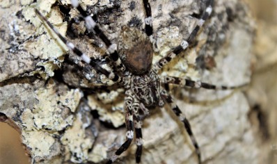 Viridasius fasciatus (CB by BugzUK)