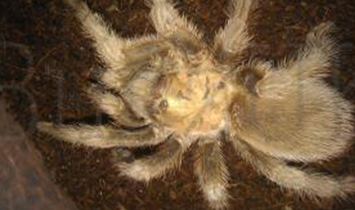 Aphonopelma Hentzi