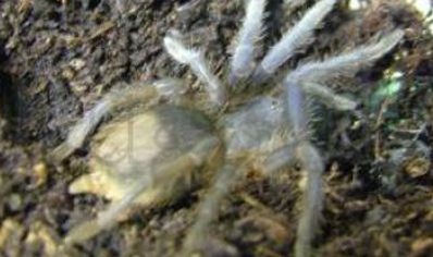 Aphonopelma Seemanni