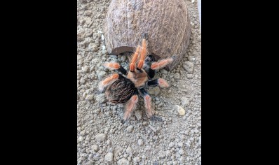 Brachypelma boehmei - Mexican Fire Leg (CB by BugzUK) 3 x 1.5/3 andd 3 x 7+cm left