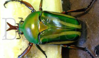 Eudicella Schulzeorum (adults To Be Ordered In Pairs Only)