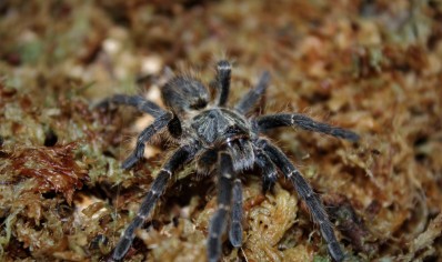 Ceratogyrus Darlingi