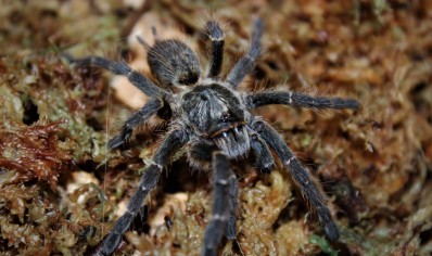 Ceratogyrus Darlingi