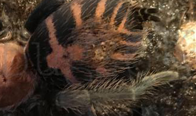 Davus Fasciatus (cyclosternum Fasciatum)