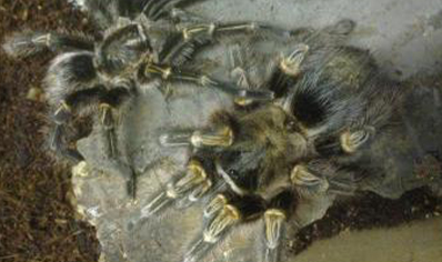 Grammostola Pulchripes 