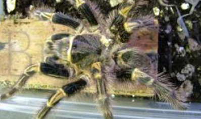 Grammostola Pulchripes 