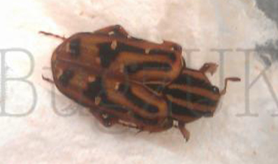 Euselates Perraudieri