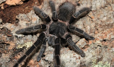 Lasiodora parahybana - Salmon Pink Birdeater (CB by BugzUK) 1 left
