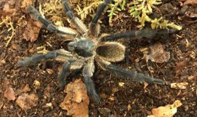Monocentropus balfouri, 10 left 