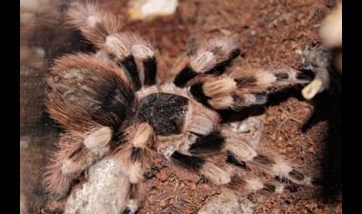 Nhandu colloratovilosum - Brazilian Black And White 5 x 7+cm left *Special offer*