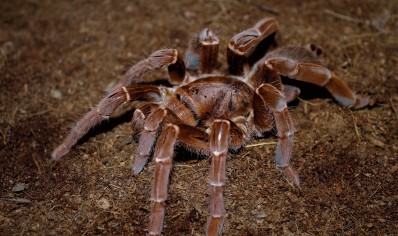 Pelinobius Muticus