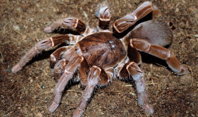 Pelinobius Muticus