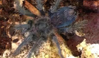 Phormictopus Atrichromatus