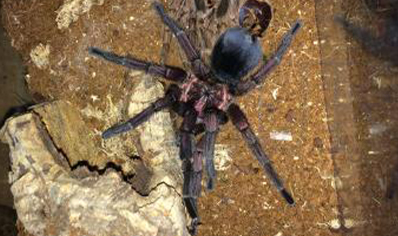 Phormictopus Cancerides