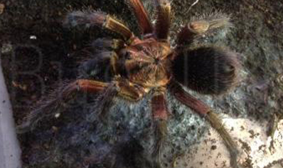 Phormictopus Sp