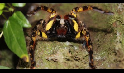 Poecilotheria ornata