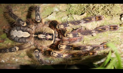 Poecilotheria ornata