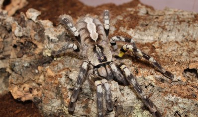 Poecilotheria Regalis