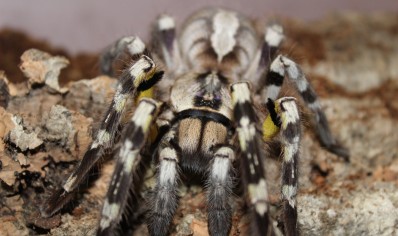 Poecilotheria Regalis