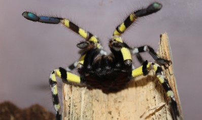 Poecilotheria Regalis