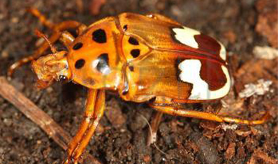 Genyodonta Lequexi