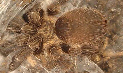 Psalmopoeus Reduncus - Costa Rican Orange Mouth 1 left