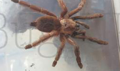 Psalmopoeus Reduncus - Costa Rican Orange Mouth 