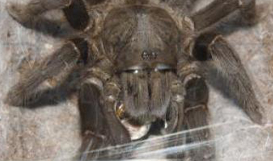 Selenocosmia Javanensis 