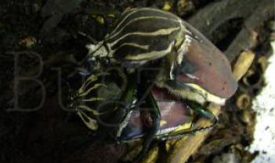 Goliathus Goliatus Male...3 left