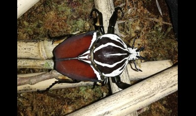 Goliathus Goliatus Male...3 left