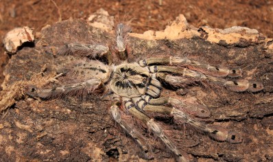 Stromatopelma calceatum