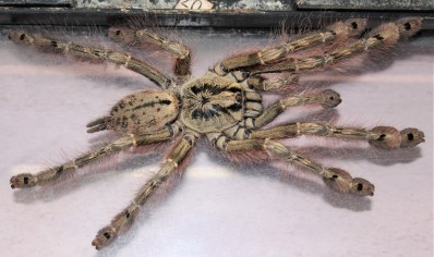 Stromatopelma calceatum - Feather-legged Baboon