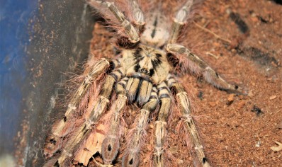 Stromatopelma calceatum - Feather-legged Baboon