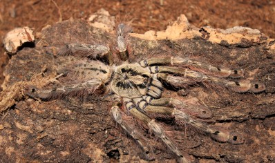 Stromatopelma calceatum - Feather-legged Baboon